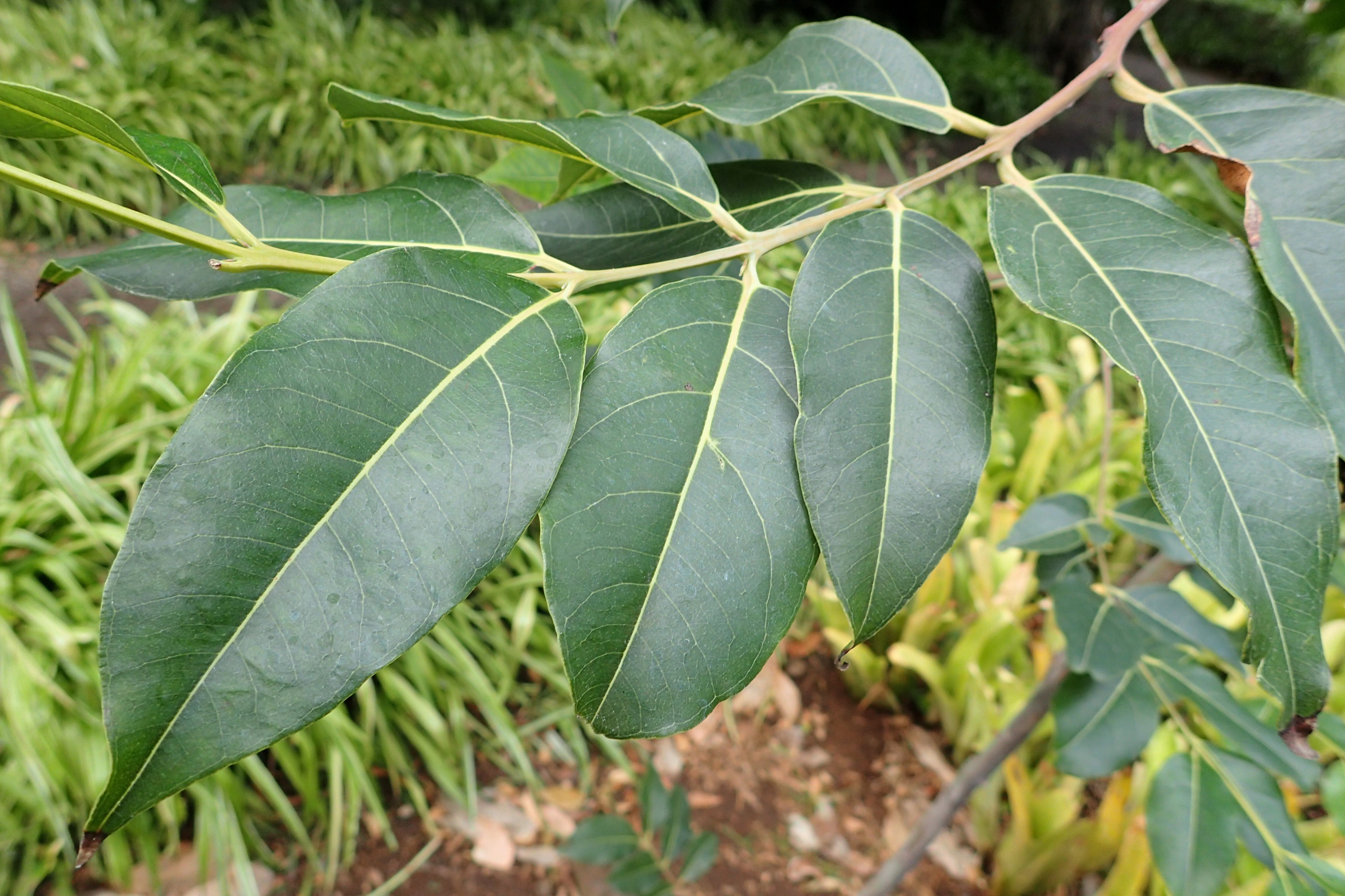 Eukalyptus
