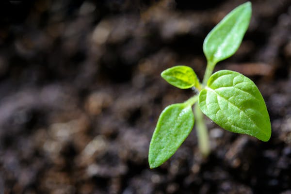 Spearmint
